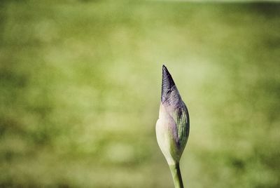 Close-up of a flowers 