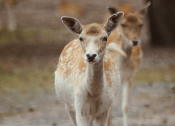 Close-up of roe deer