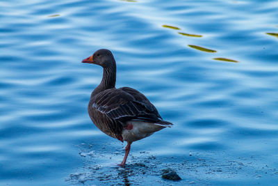 Duck swimming in lake