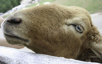 Face of a sheep in a cage