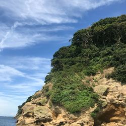 Tree growing on rock against sky