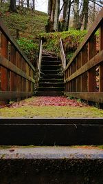 Plants growing on a tree