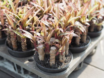 High angle view of potted plant on table