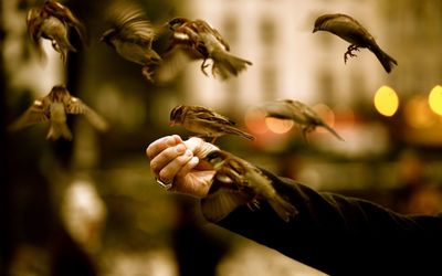 Close up of sparrows on hand