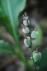 Close-up of flowering plant