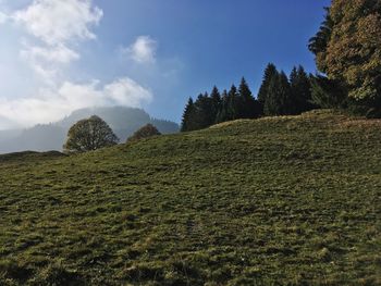 Low angle view of trees on field against sky