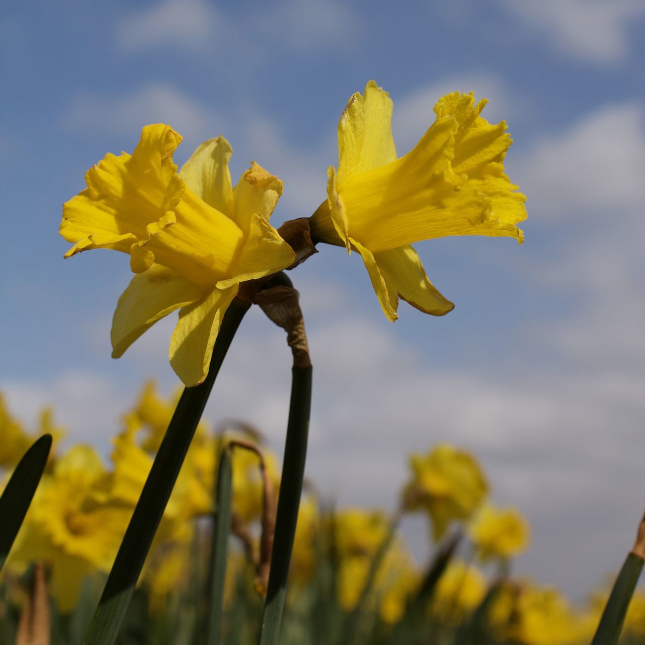 flower, flowering plant, yellow, plant, freshness, beauty in nature, nature, flower head, field, growth, sky, narcissus, petal, fragility, close-up, inflorescence, sunlight, focus on foreground, daffodil, meadow, no people, springtime, blossom, macro photography, outdoors, wildflower, vibrant color, prairie, rapeseed, landscape, rural scene, day, cloud, plant stem, botany, land, selective focus