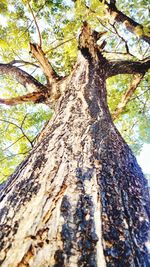 Close-up of tree trunk in forest