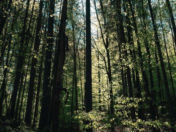 Low angle view of bamboo trees in forest