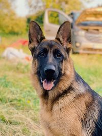 Portrait of a dog on field