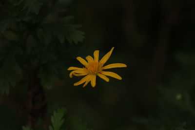 Close-up of yellow flowering plant