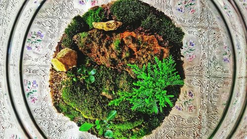 High angle view of potted plant on table