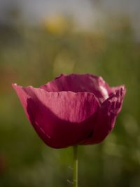 Close-up of flower blooming outdoors