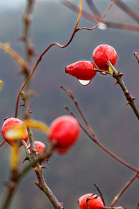 Close-up of red berries growing on tree