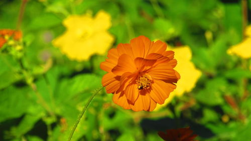 Close-up of orange flowers blooming outdoors