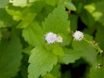 Close-up of flowering plant