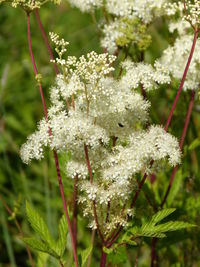 Close-up of white flowering plant