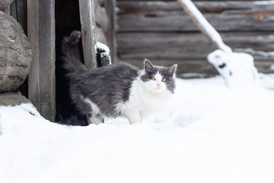 Portrait of cat in snow