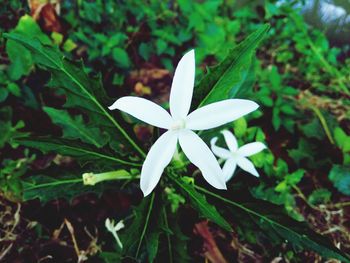 Close-up of white flowering plant