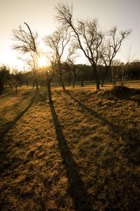 Bare trees on field against sky during sunset