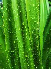 Close-up of water drops on leaf