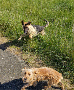 High angle view of dog on field