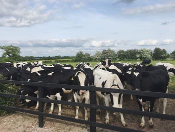 Cows in pen against sky