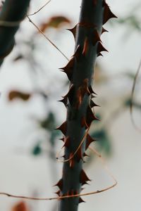 Close-up of succulent plant during autumn