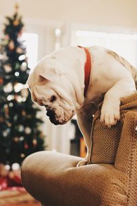 Close-up of dog on sofa at home