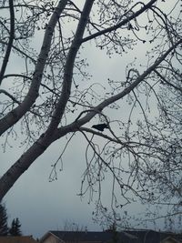 Low angle view of bare tree against sky