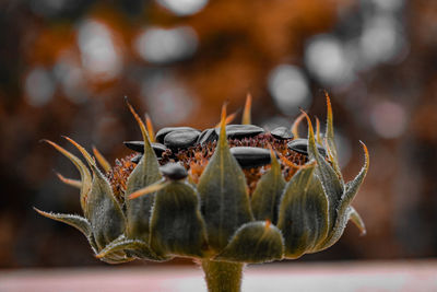 Close-up of wilted flower