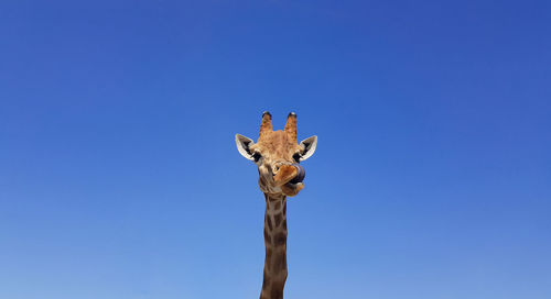 Giraffe with tongue hanging out, with blue sky as background color. giraffe, head and face against 