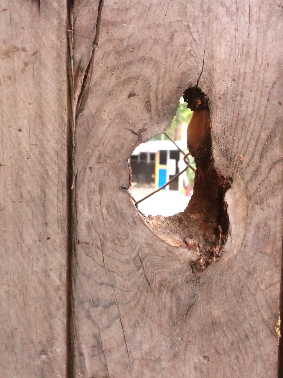 CLOSE-UP OF TREE TRUNK WITH HOLE