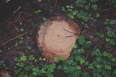 Close-up of tree stump in forest