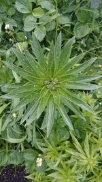 Full frame shot of plants