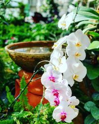 Close-up of white flowering plant in yard