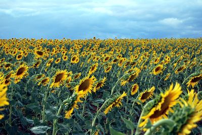 Scenic view of sunflower field against sky