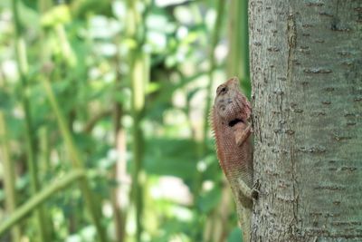 Close-up of squirrel on tree trunk