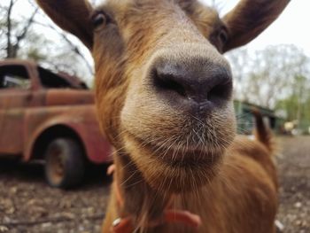 Close-up of a horse