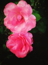 Close-up of pink rose blooming outdoors