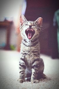 Close-up of cat yawning