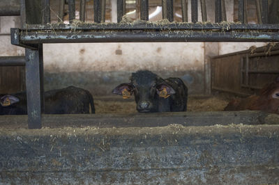 Portrait of a buffalo calf