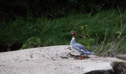 Close-up of seagull perching on a wall