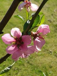 Close-up of pink flowering plant