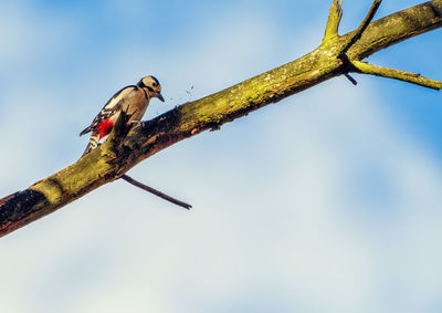 Low angle view of bird perching on branch against sky