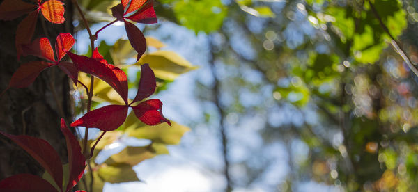 Low angle view of fruits growing on tree