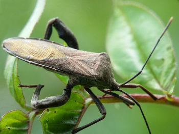 Close-up of insect on plant