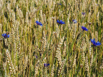 Close-up of purple flowers growing in field