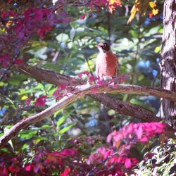 Low angle view of bird perching on tree