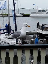 Seagulls perching on boats moored at harbor against sky